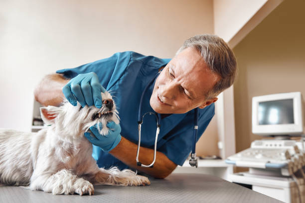 Best Weekend Emergency Dental Services in Bonner Springs, KS